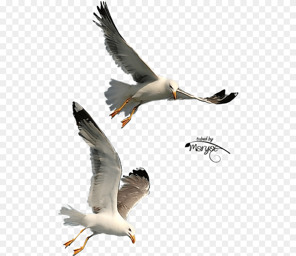 Seagulls Flying Clipart Gulls Bird Seagulls In Flight, Animal, Beak, Seagull, Waterfowl Free Transparent Png