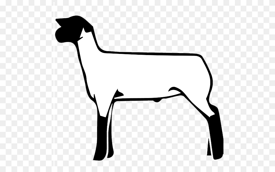 Free Show Lamb Clip Art Sheep Graphics Clublamb, Livestock, Animal, Mammal, Person Png Image