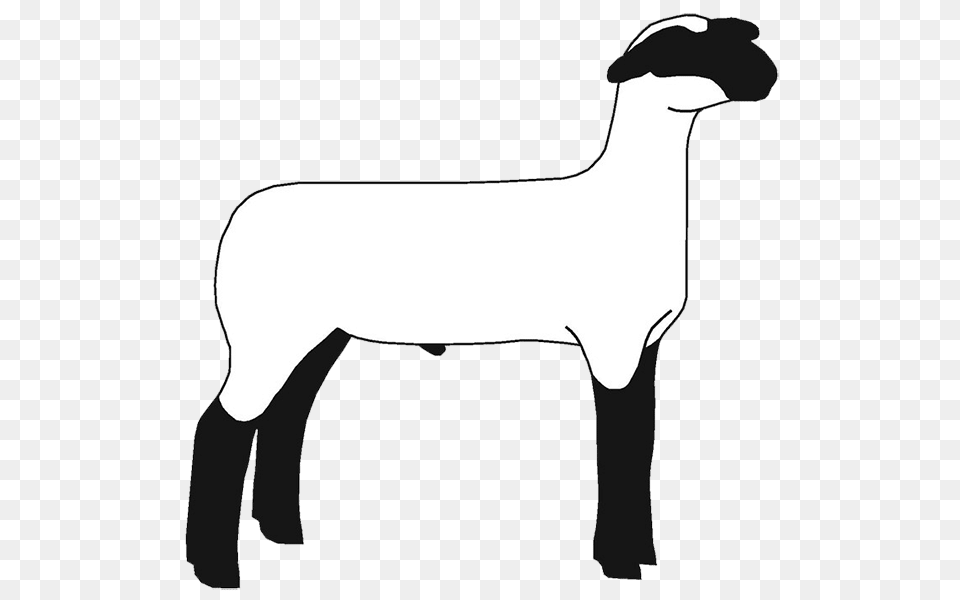 Show Lamb Clip Art Sheep Graphics Clublamb, Livestock, Animal, Mammal, Person Free Transparent Png