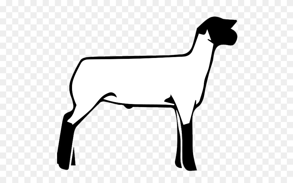 Show Lamb Clip Art Sheep Graphics Clublamb Images, Animal, Livestock, Mammal, Kangaroo Free Transparent Png