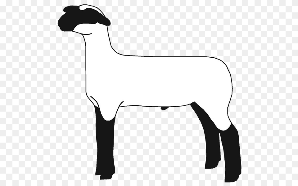 Show Lamb Clip Art Sheep Graphics Clublamb Images, Livestock, Animal, Mammal, Person Free Png