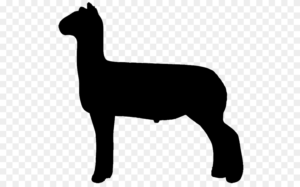 Free Show Lamb Clip Art Sheep Graphics Clublamb Images, Silhouette, Animal, Mammal Png Image