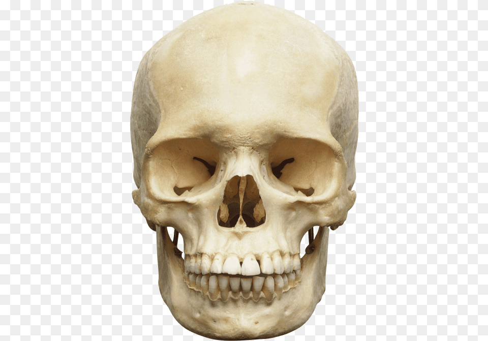 Skull Images Skull Of Human Body, Head, Person, Face Free Transparent Png