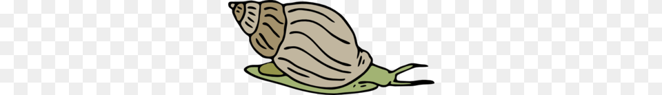 Free Snail Clipart, Animal, Invertebrate, Baby, Person Png