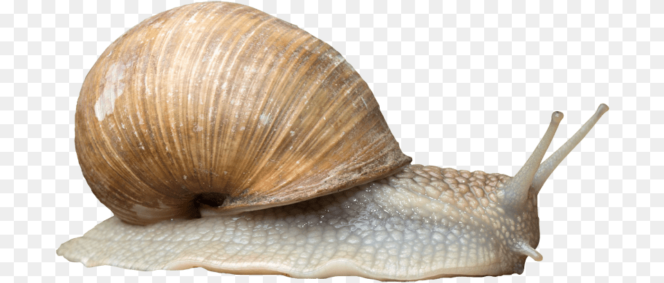 Free Snail Transparent Snail, Animal, Insect, Invertebrate, Sea Life Png Image