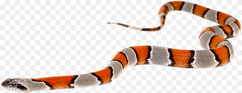 Free Snake Images Transparent, Animal, Reptile, King Snake Png