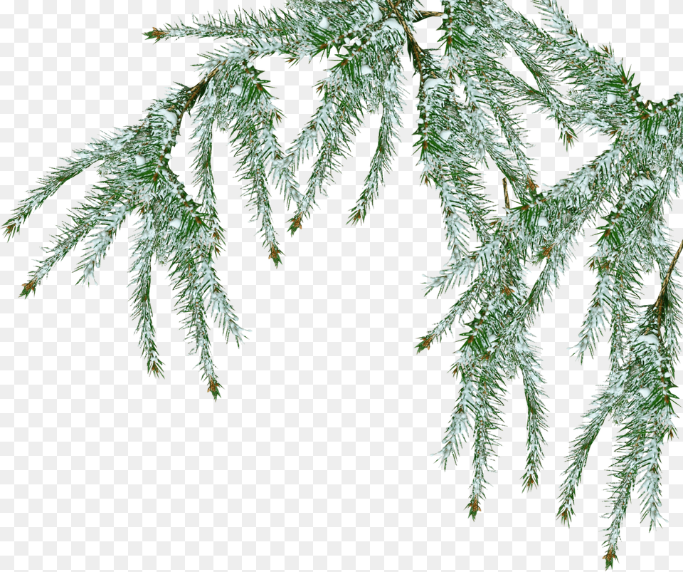 Snow Tree Pine Branch Transparent, Plant, Outdoors, Nature, Vegetation Free Png Download