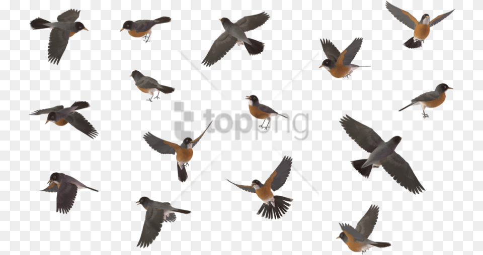 Free Sparrow Bird Image With Transparent Background, Animal, Flying, Blackbird, Flock Png