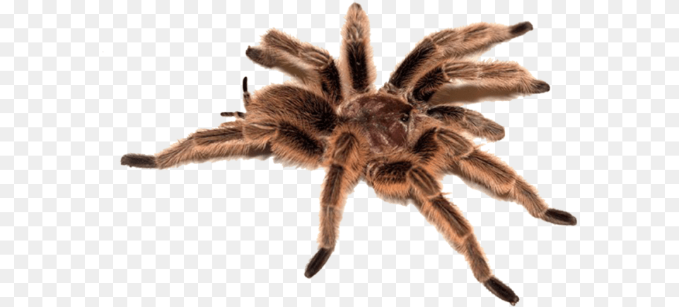 Spider Transparent Danger Noodle Doggo Meme, Animal, Invertebrate, Insect, Tarantula Free Png Download