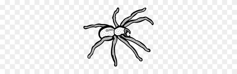Spider Web Vector, Animal, Invertebrate Free Transparent Png