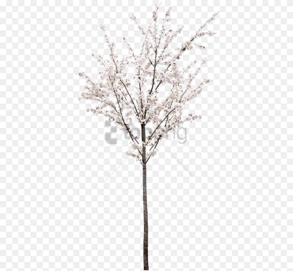 Spring Tree With White Cherry Blossom Tree, Flower, Plant, Cherry Blossom, Ice Free Transparent Png
