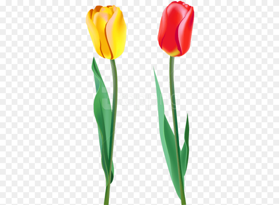 Free Spring Tulips Images Transparent Tulips, Flower, Plant, Tulip Png