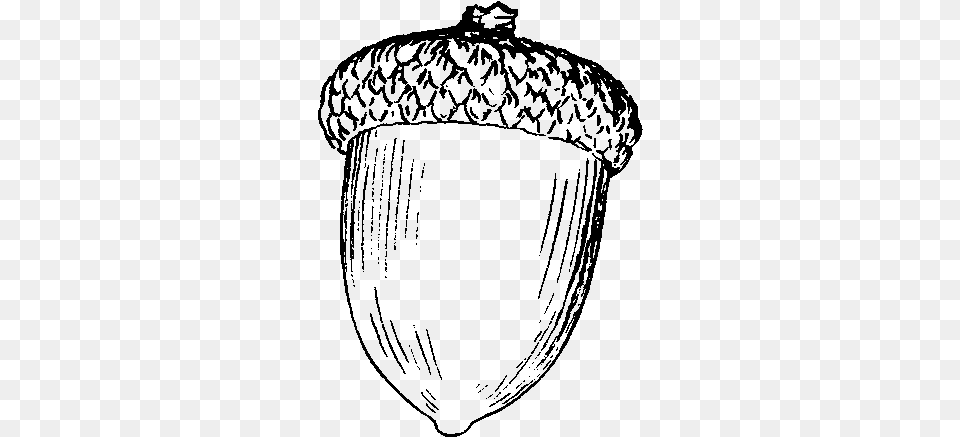 Stock Acorn Google Search Drawings Drawing Of An Acorn, Gray Free Png Download