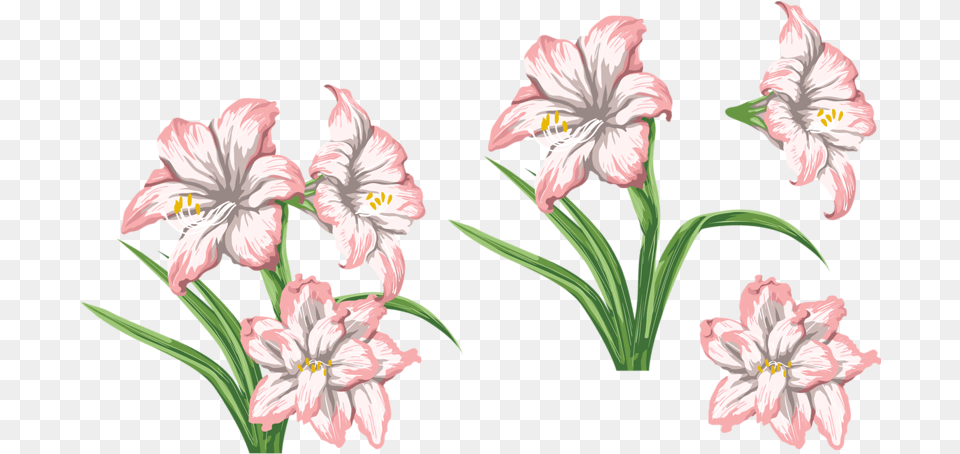 Stock Amaryllis Drawing Tiger Lily Flower, Plant, Anther Free Png