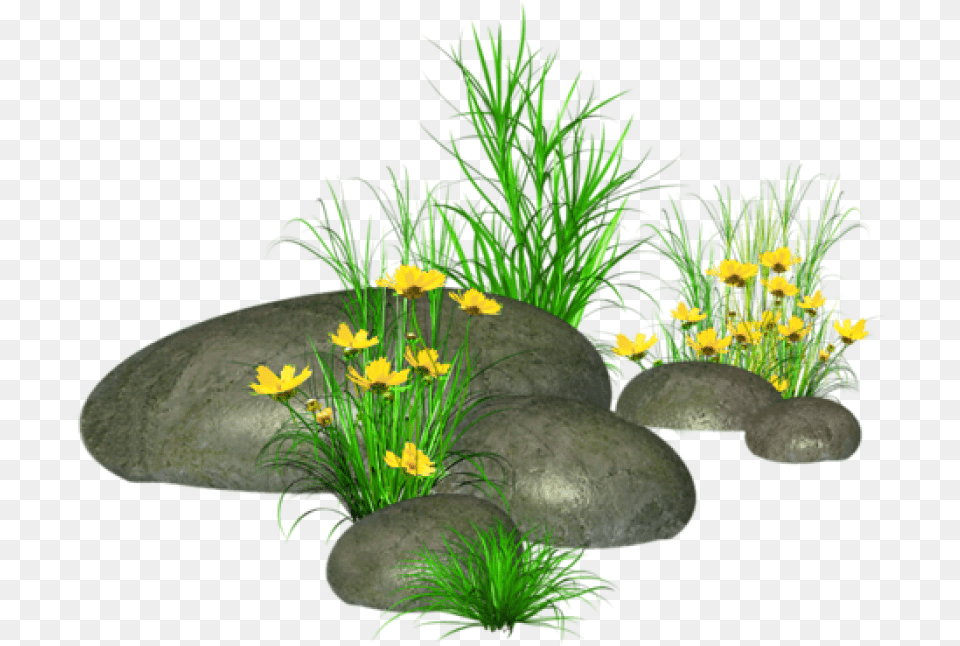 Free Stones With Grass And Yellow Flowers Images Grass Stone, Potted Plant, Flower, Plant, Daffodil Png Image