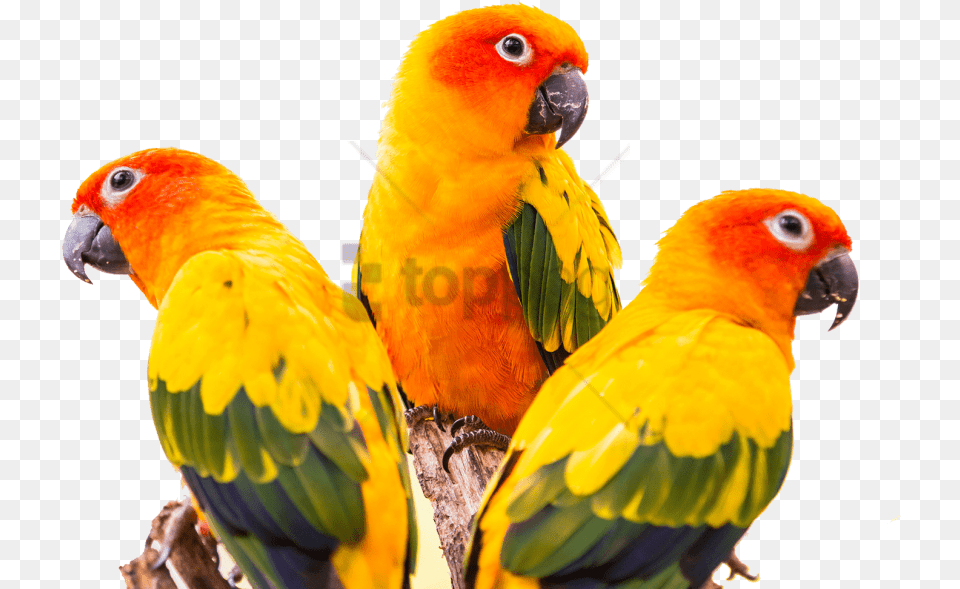 Sun Conure Bird With Transparent Sun Conure Green Cheek Conure, Animal, Beak, Parrot Free Png Download