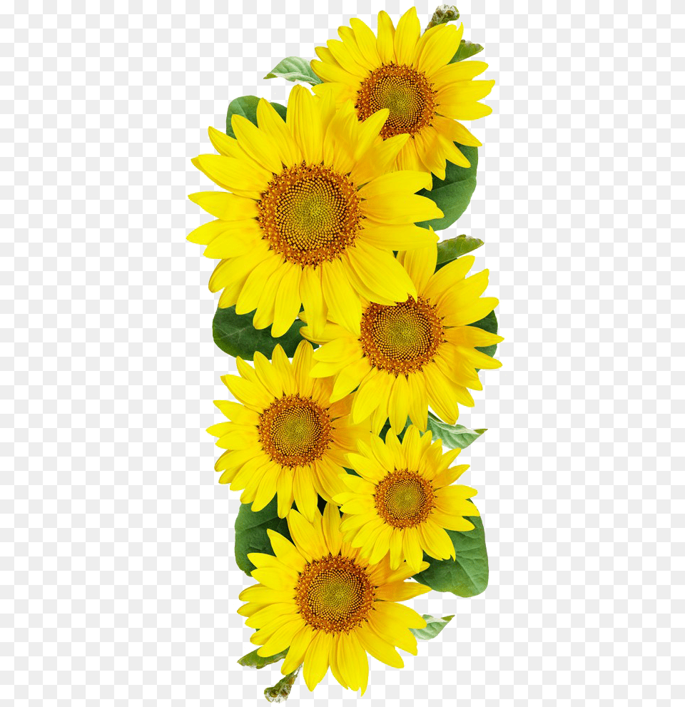 Free Sunflower, Flower, Plant Png