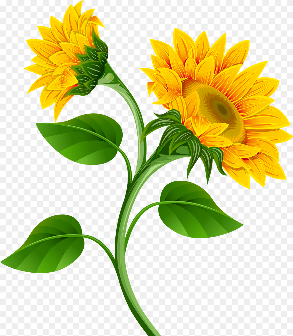 Free Sunflower Background Cliparts Download Clip Art Transparent Background Sunflower Transparent, Flower, Plant Png