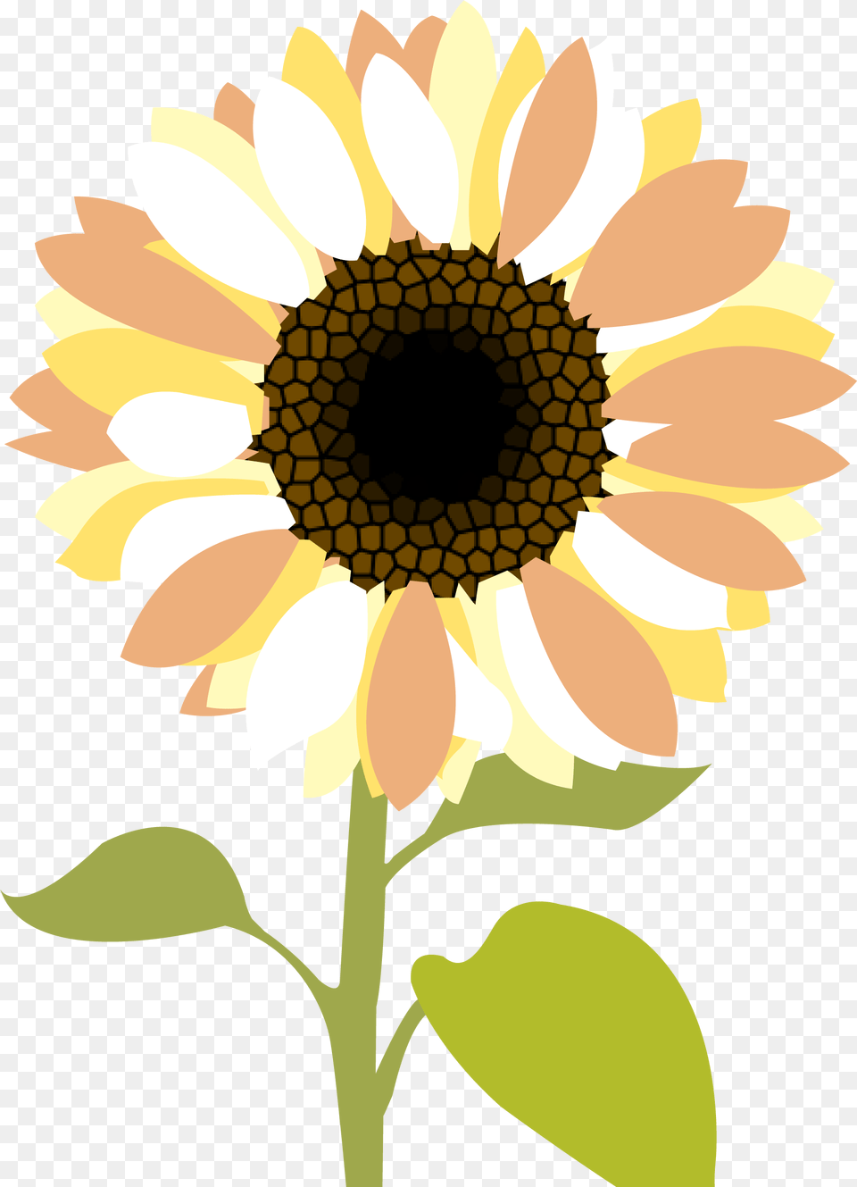 Sunflower Clipart Transparent Background Clip Art, Flower, Plant, Daisy Free Png Download