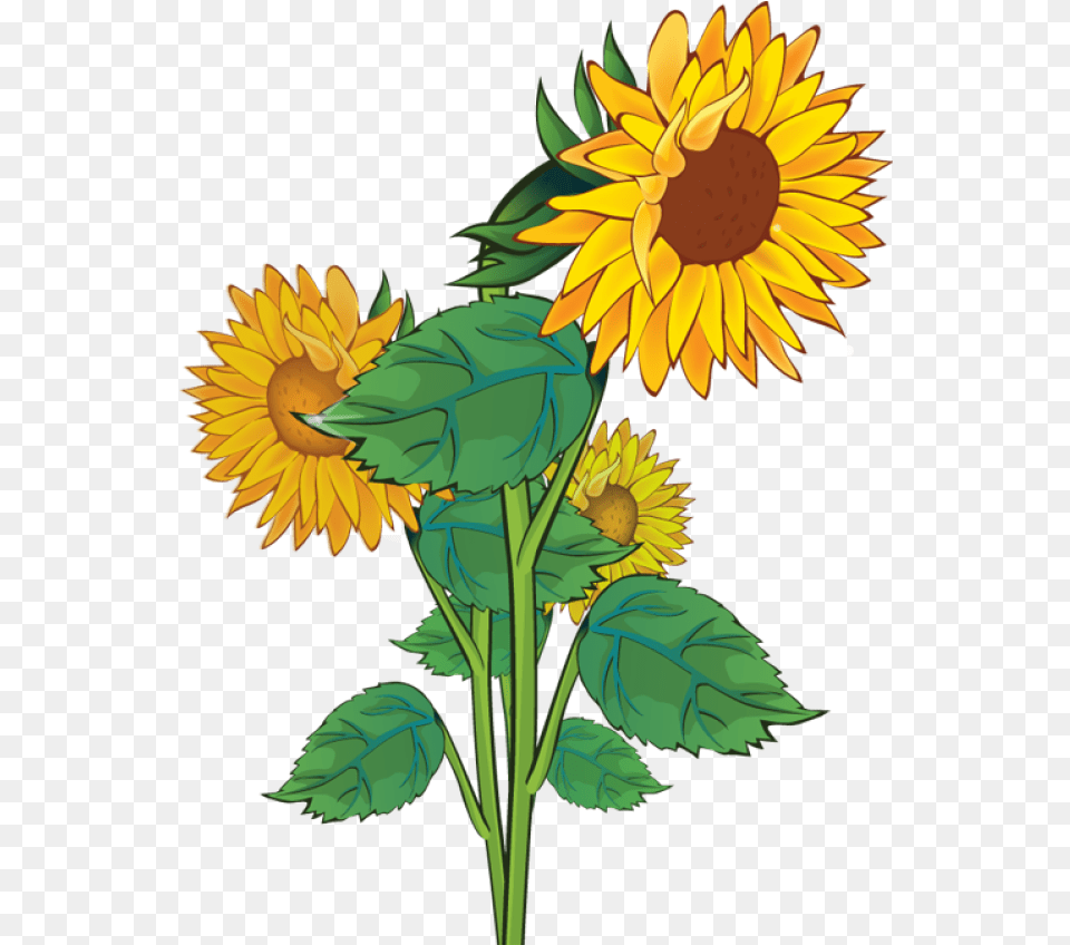 Sunflower Clipart Background Download Sunflower Clipart, Flower, Plant, Art Free Transparent Png