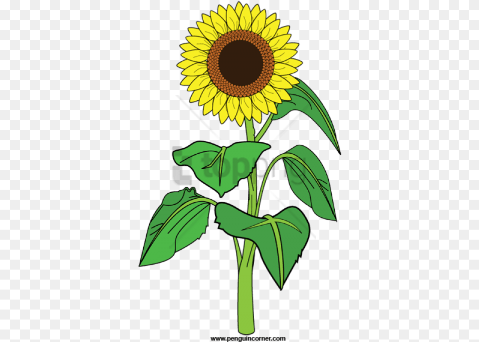 Sunflower Clipart With Transparent Clip Art Of Sunflower, Flower, Plant, Person Free Png Download