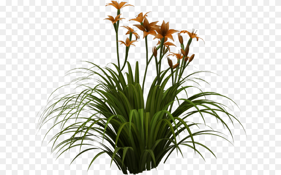 Tall Grass Tall Grass, Flower, Plant, Amaryllidaceae Free Png Download
