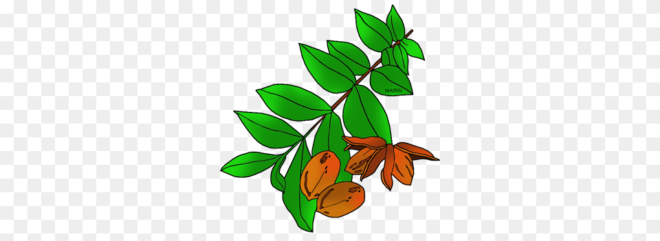Texas Clip Art, Plant, Leaf, Herbs, Herbal Free Transparent Png
