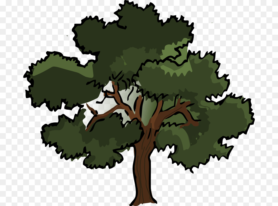 Free To Use, Oak, Plant, Sycamore, Tree Png