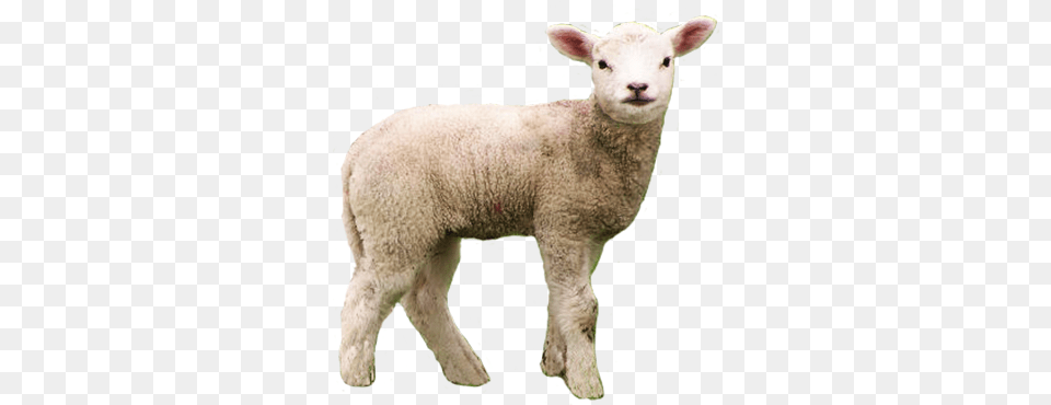 Free Transparent Animal Cliparts Lamb Of God Who Takes Away The Sins Of, Livestock, Mammal, Sheep Png