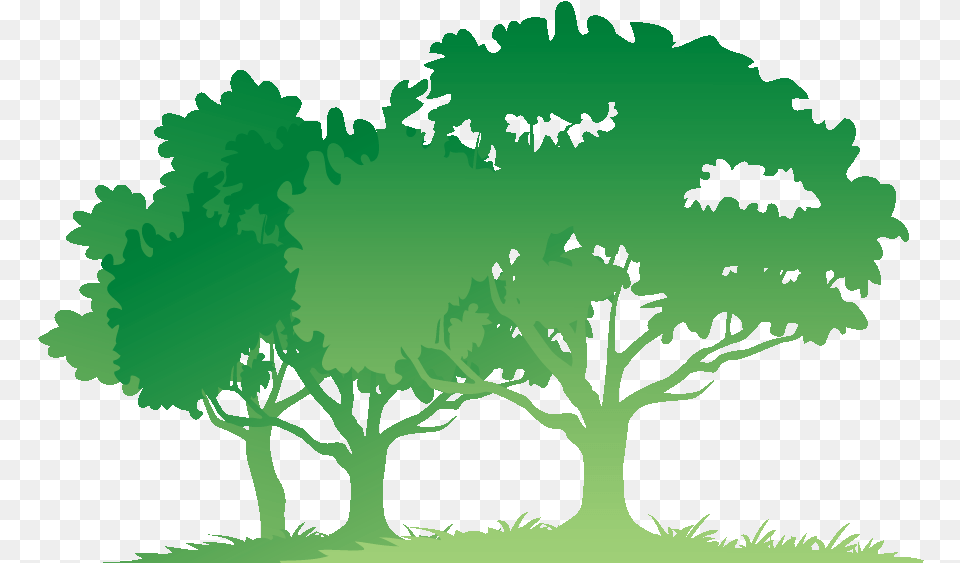 Free Transparent Bible Download Vector Tree With Roots, Vegetation, Sycamore, Plant, Oak Png