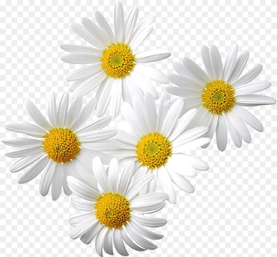 Free Transparent Daisy Cliparts Daisy Flower In Assamese, Plant, Petal Png