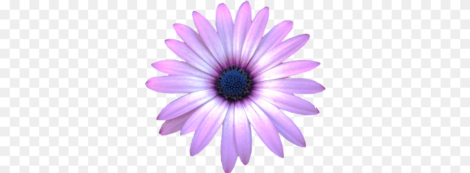 Transparent Daisy Cliparts Realistic Flower Clip Art, Petal, Plant, Anemone Free Png