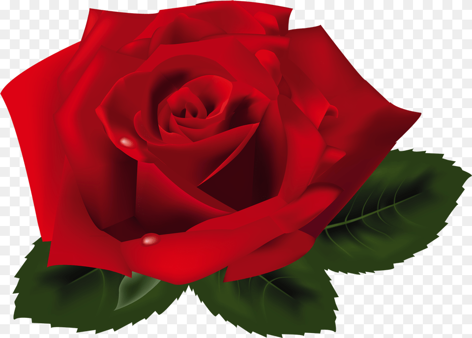 Transparent Flower Imagens De Rosas Em, Plant, Rose Free Png Download