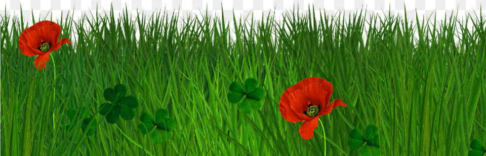 Grass Texture Seamless Grass Border, Flower, Plant, Vegetation, Poppy Free Transparent Png