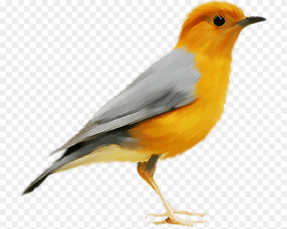Transparent Images Canary Bird, Animal, Finch, Beak Free Png Download
