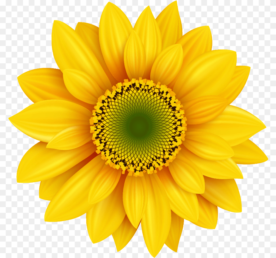 Transparent Royaltyfree Corbatin De Girasol, Flower, Plant, Sunflower, Daisy Free Png Download