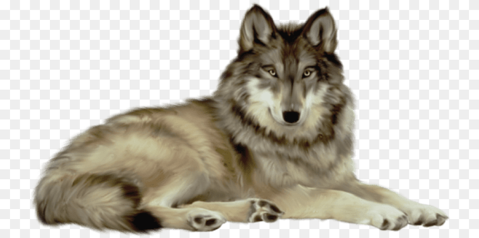 Transparent Wolf Images Background Wolf, Animal, Mammal, Canine, Dog Free Png Download