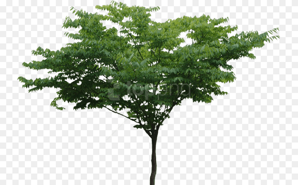 Tree, Leaf, Plant, Maple Free Png Download