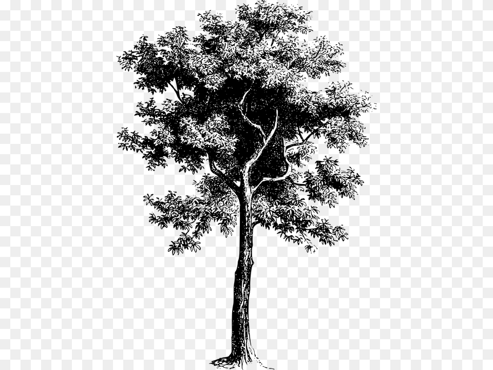 Free Tree Drawing Vector, Gray Png Image