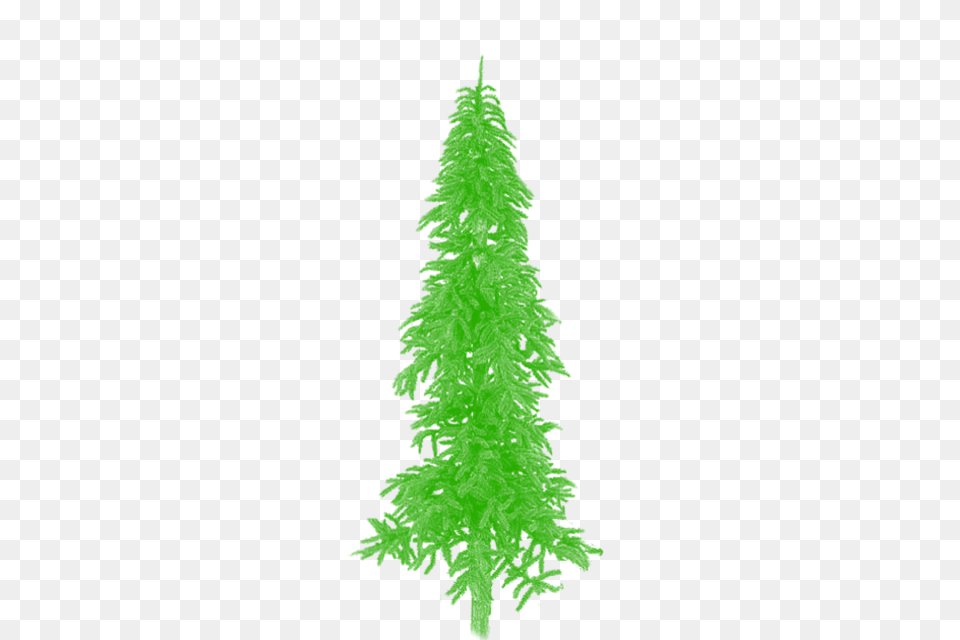 Tree Green Clipart Vector Tree Plan Tree, Fir, Pine, Plant, Conifer Free Transparent Png