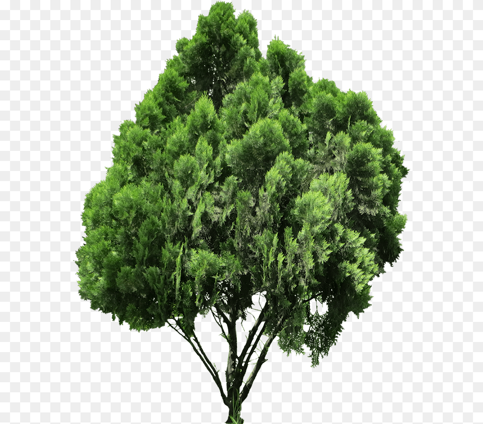 Free Tree Images Photoshop Tree Plan, Plant, Conifer, Oak, Vegetation Png