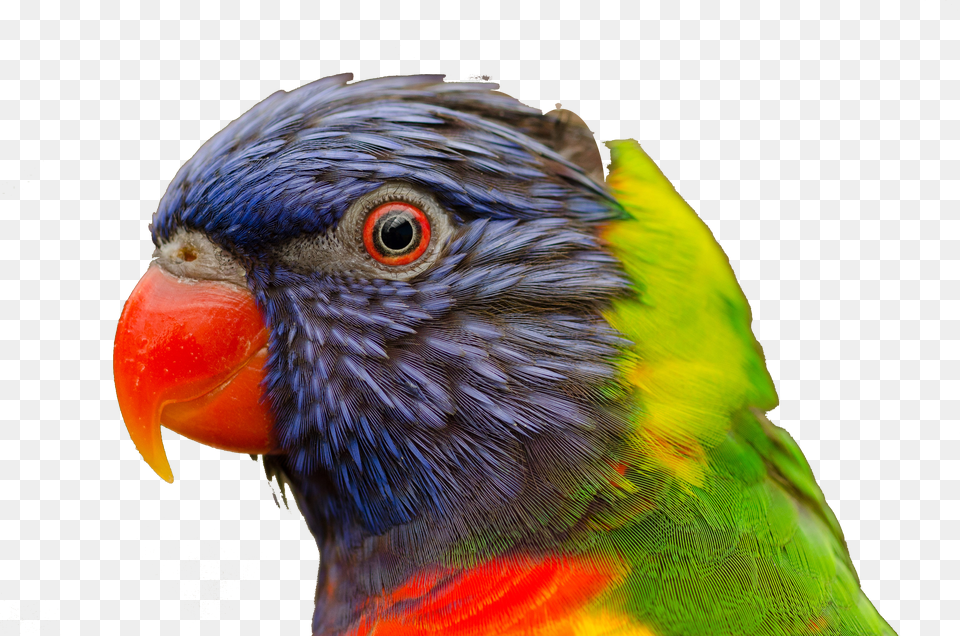 Tropical Lori Bird Colorful Background Removed Fill The Frame Photography Nature Free Png Download