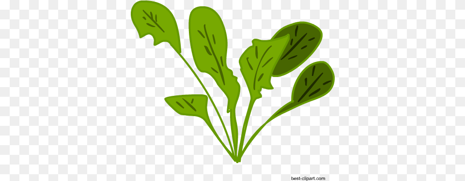 Free Vagetables Clip Art Clip Art, Vegetable, Produce, Plant, Leafy Green Vegetable Png Image