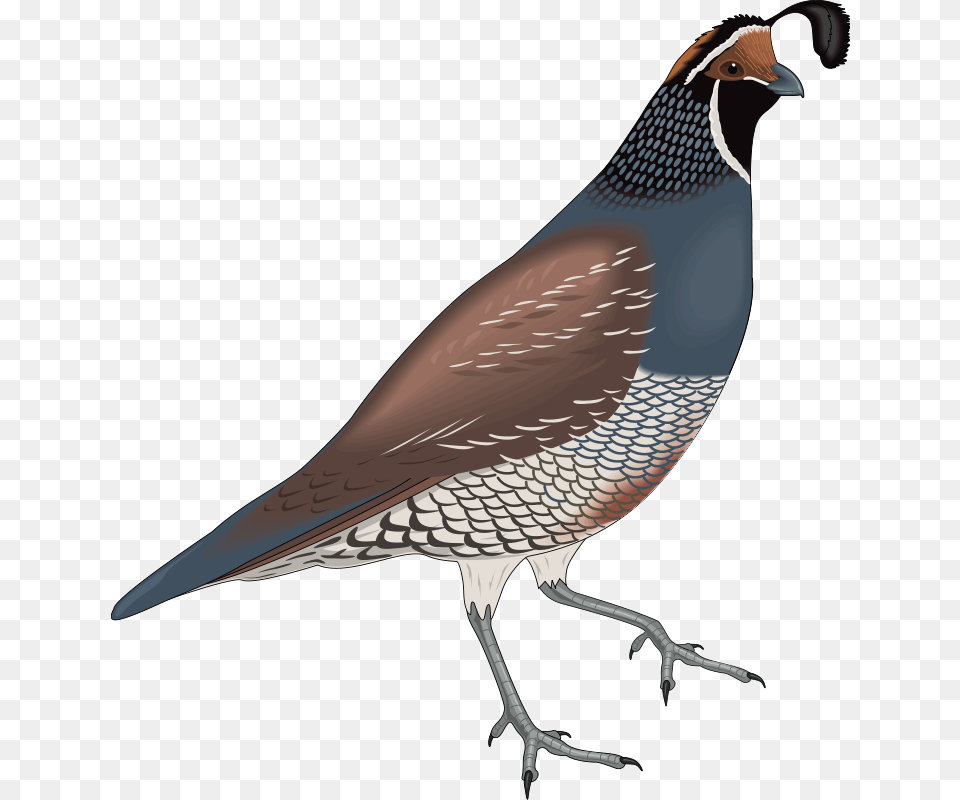 Free Vector Bird Quail, Animal Png