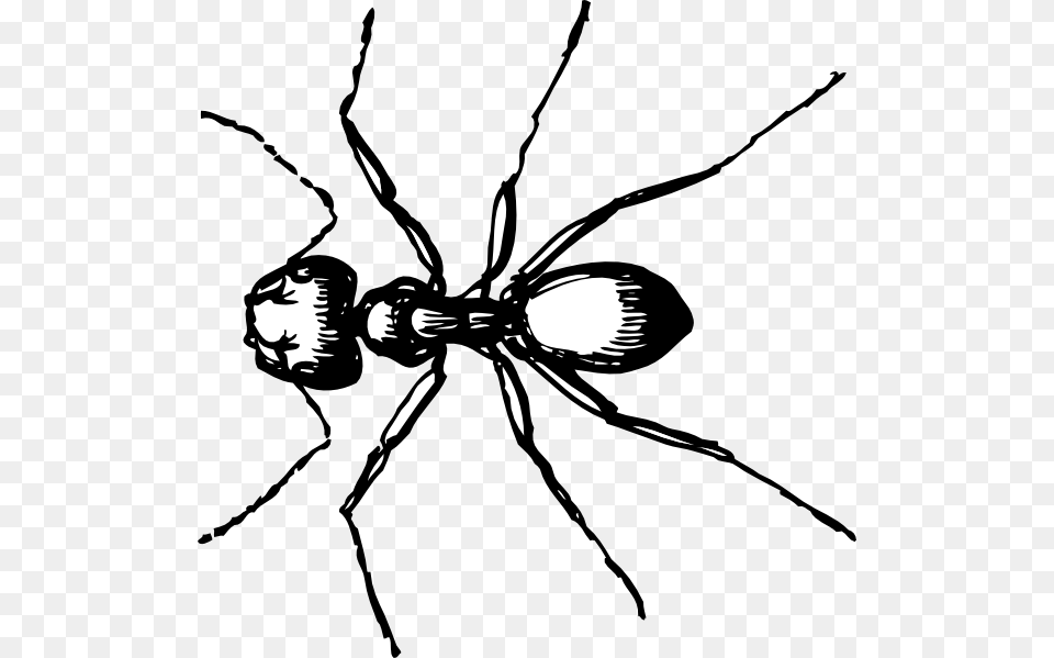 Vector Carpenter Ant Clip Art, Animal, Insect, Invertebrate, Face Free Png Download