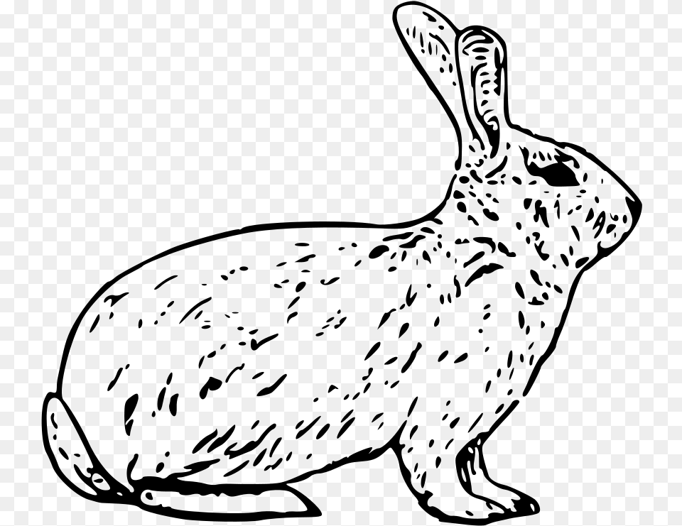 Vector French Rabbit Arctic Hare Clipart Black And White, Gray Free Transparent Png