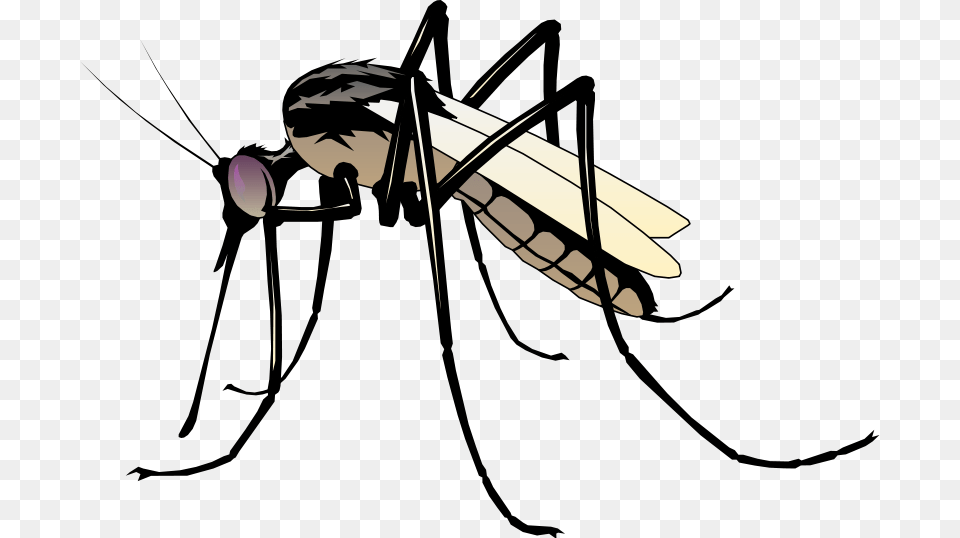 Free Vector Insect Clip Art Of Mosquito, Adult, Animal, Male, Man Png