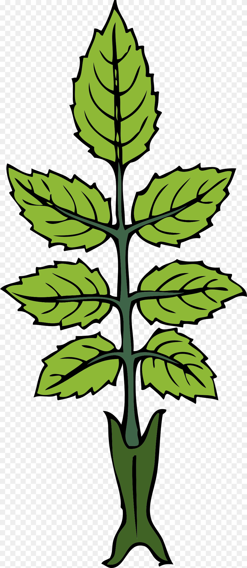 Free Vector Mint Branch Clip Art Draw A Mint Plant, Leaf, Vegetation, Person Png