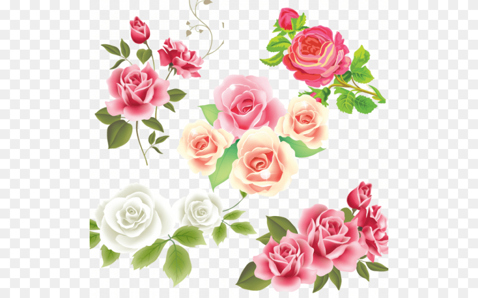 Free Vector Pink Rose, Flower, Plant, Art, Graphics Png Image