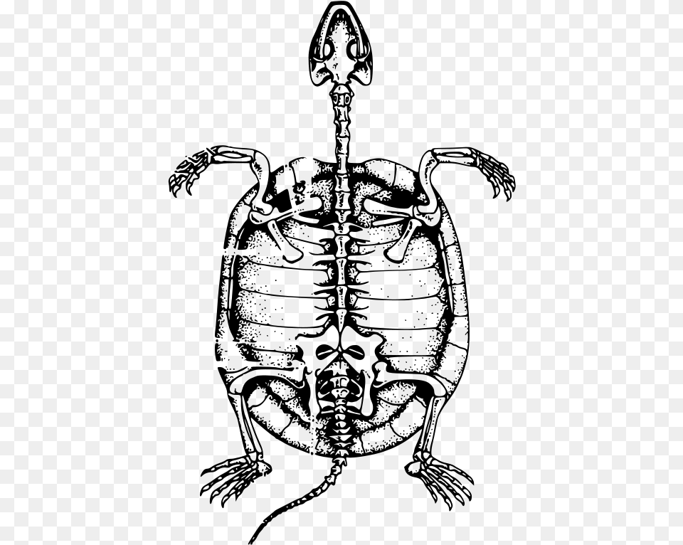 Free Vector Turtle Skeleton Turtle Skeleton Clipart, Gray Png Image